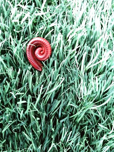 High angle view of red leaf on grass