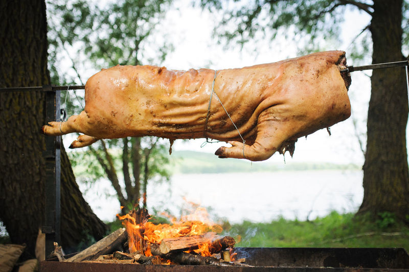 Pork cooking over bonfire in forest