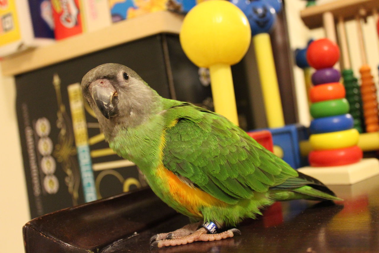 CLOSE-UP OF PARROT PERCHING ON A TABLE