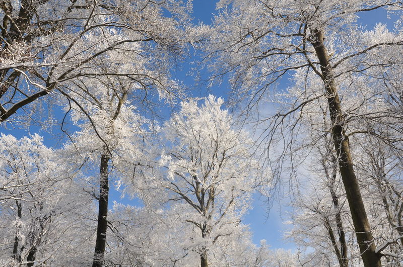 Low angle view of frozen trees against blue sky