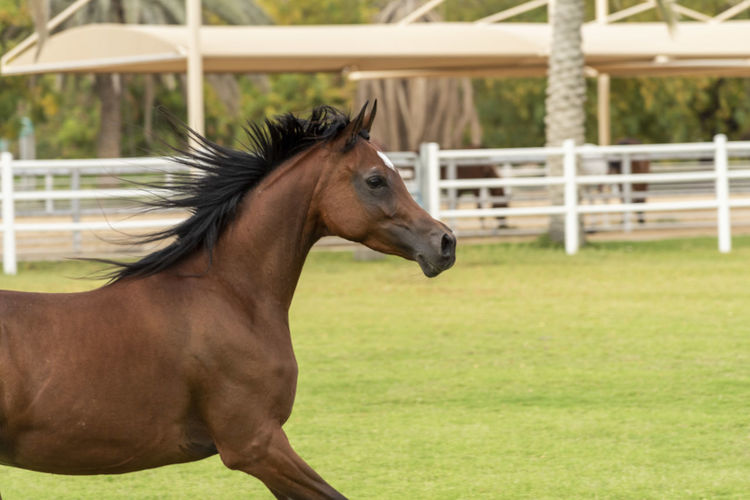 Arabian horse in stable