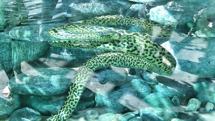 Close-up of spotted snake in water at zurich zoologischer garten