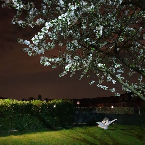 View of white flowering tree in park
