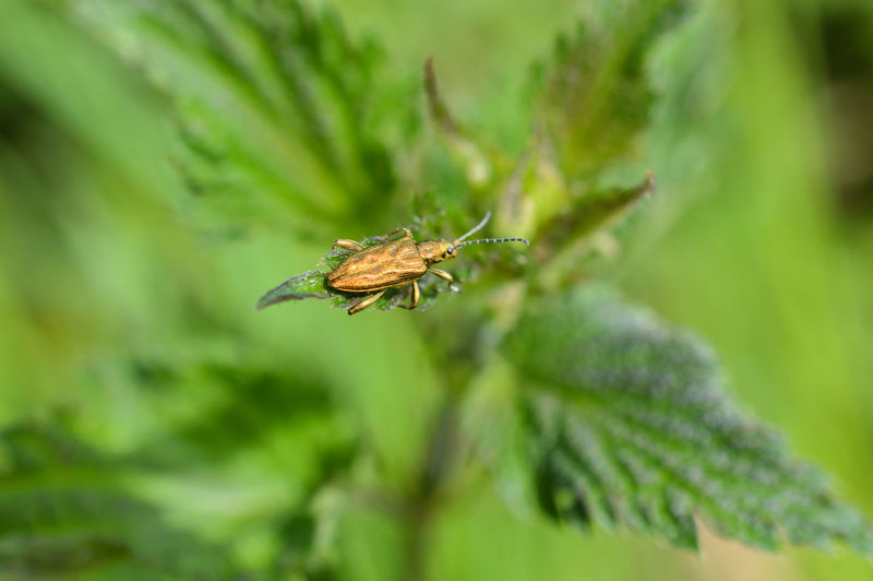 Close-up of bug on stinging nettle leaf