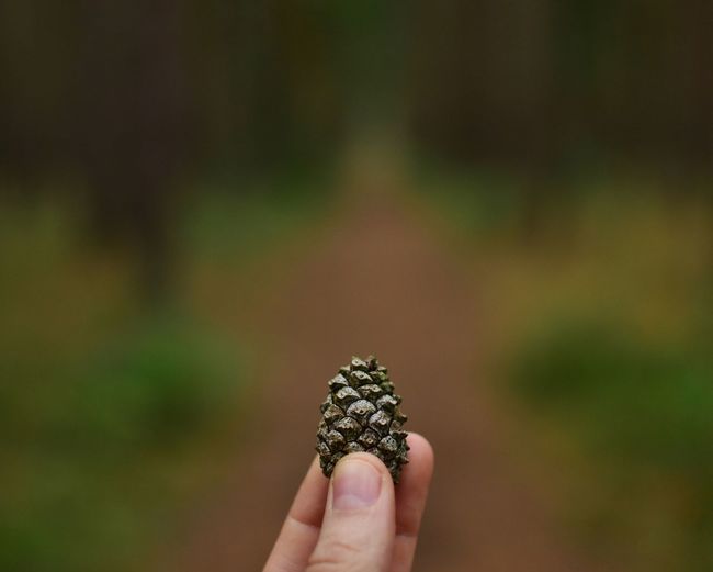 Close-up of hand holding cone