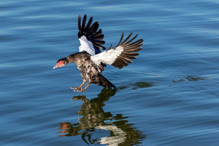 High angle view of muscovy duck flying over lake