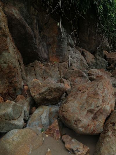 Close-up of rocks in forest