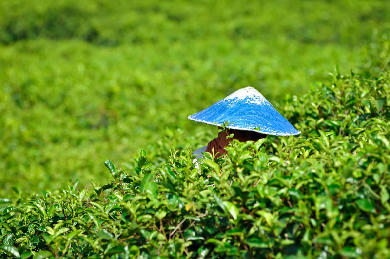 Blue umbrella on field
