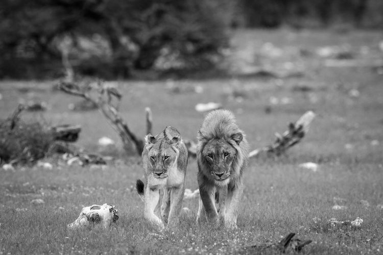 Lion and lioness walking on land