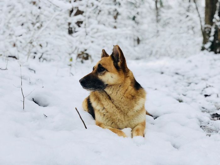 German shepherd resting on snow in the middle of a forest covered in snow