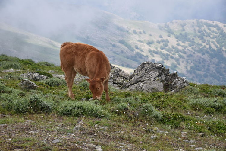 View of a calf grazing on field