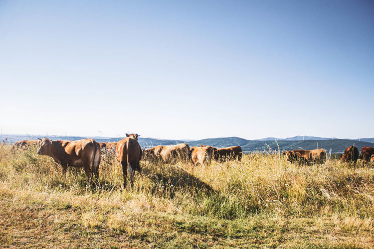 Brown cows grazing on straw field against background mountains