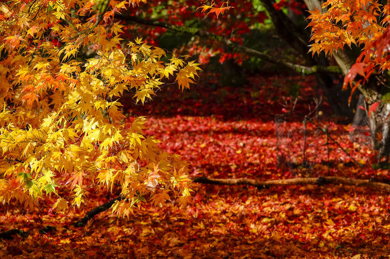Autumn leaves on a tree