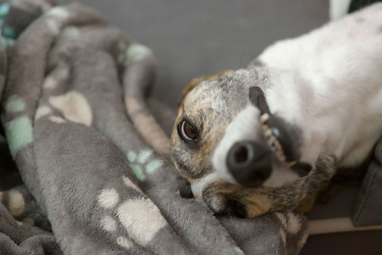 Pet greyhound's funny face as she lies in her dog bed. focus on her eyes