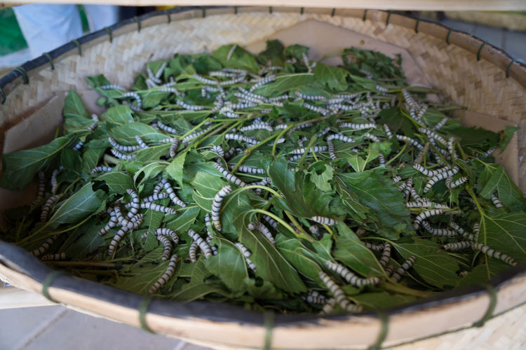 Close-up of silkworms feeding on leaves in wicker basket