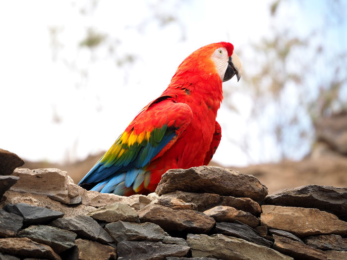 Close-up of parrot perching on rock