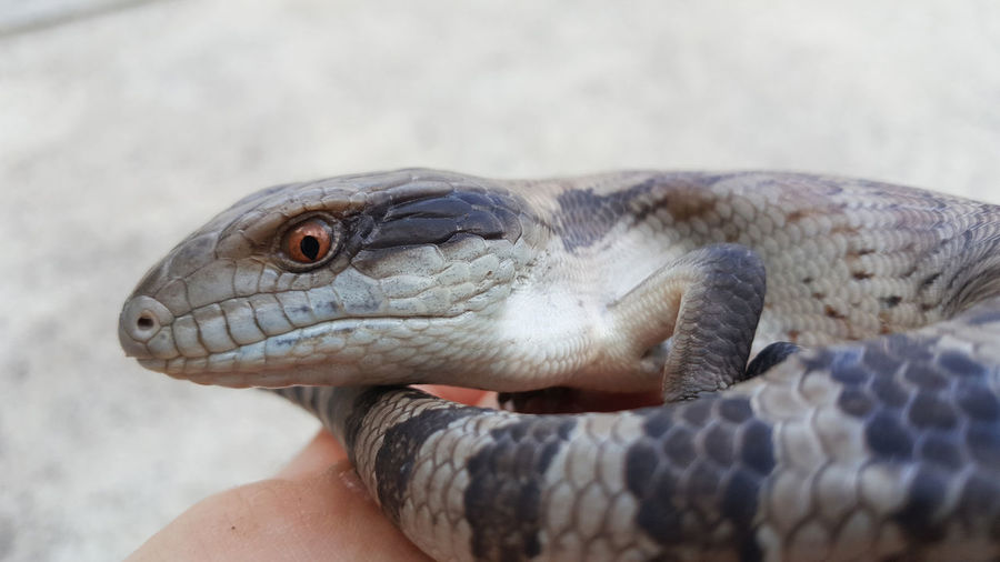 Blue-tongued skinks or lizard feeding on the ground. known as blueys, not venomous,  skink family. 