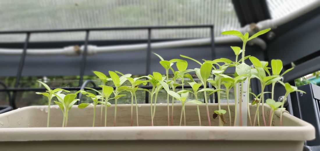 Close-up of potted plant in greenhouse