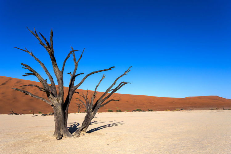 Bare tree on sand dune against clear blue sky