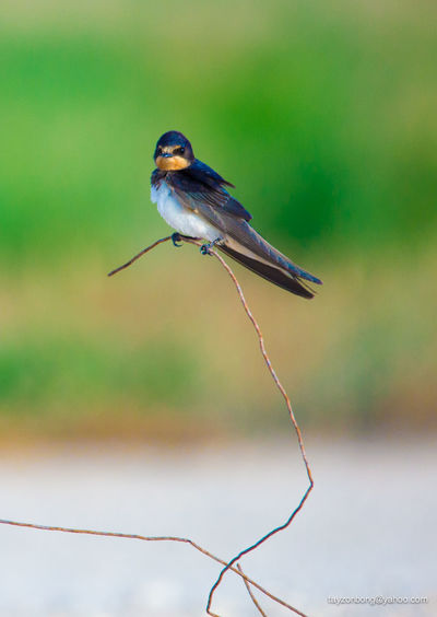 Bird perching on twig