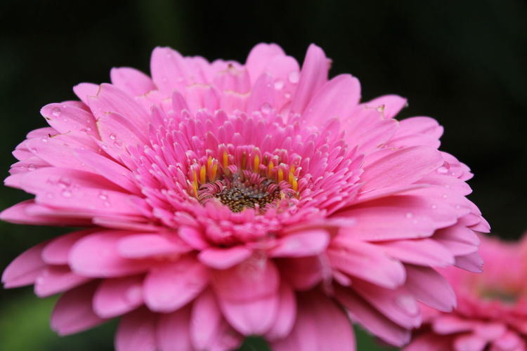 Macro shot of water drops on pink flower
