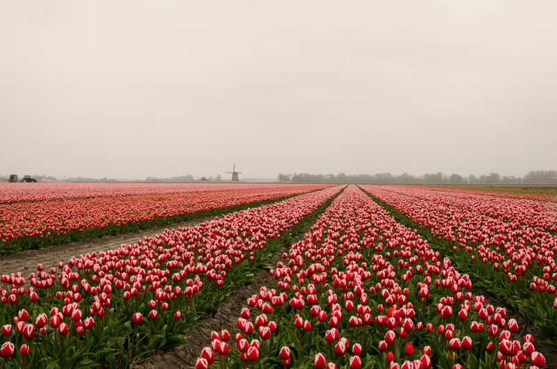 Tulips fields in the netherlands, schagen.