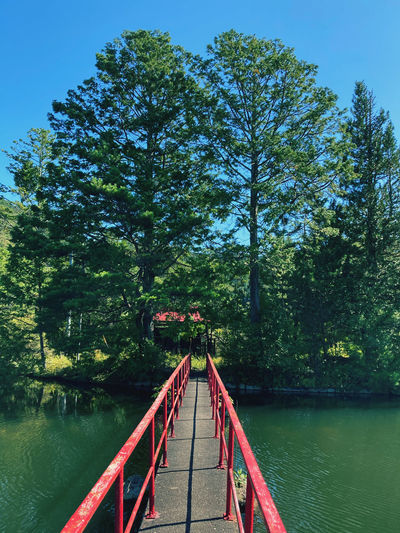 Footbridge over lake against trees in forest