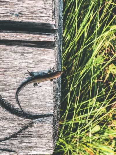 Close-up of a lizard on wood