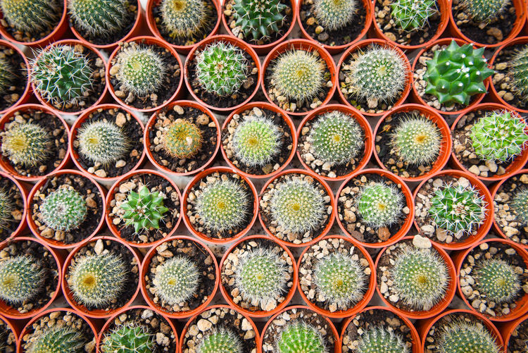 Full frame shot of succulent plants
