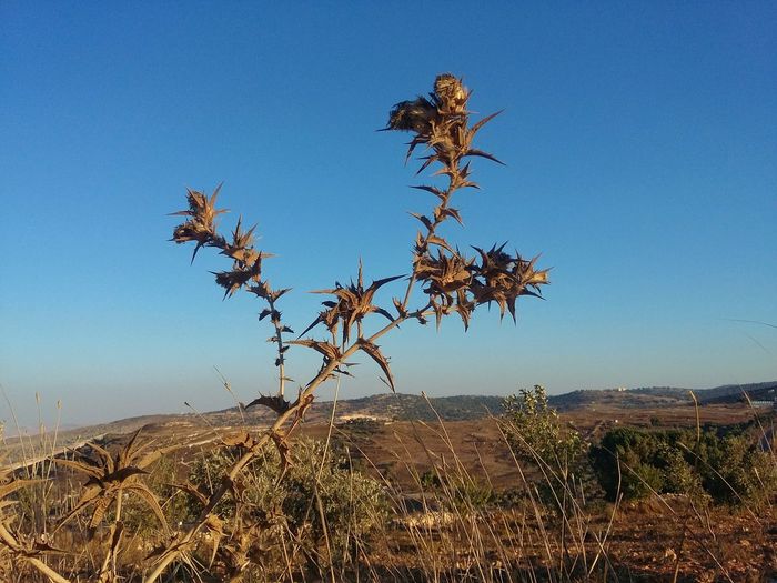 Plants on field against clear blue sky