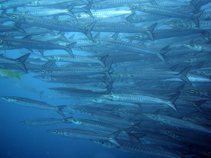 Close-up of fish school swimming in water