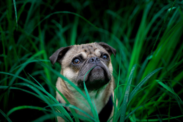 Dog in green grass