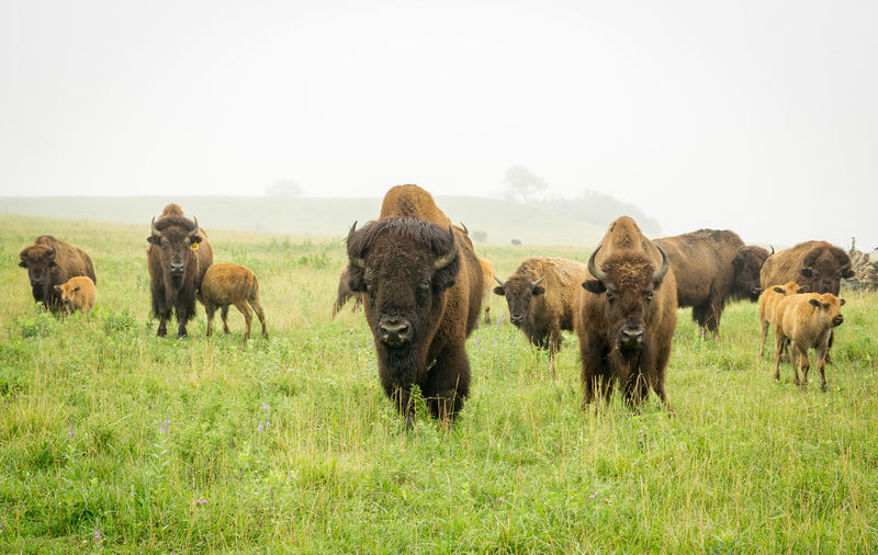 American bison on grassy field against sky