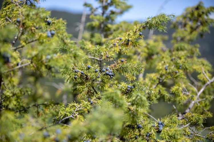 Bunch of juniper berries on a green branch in autumn.