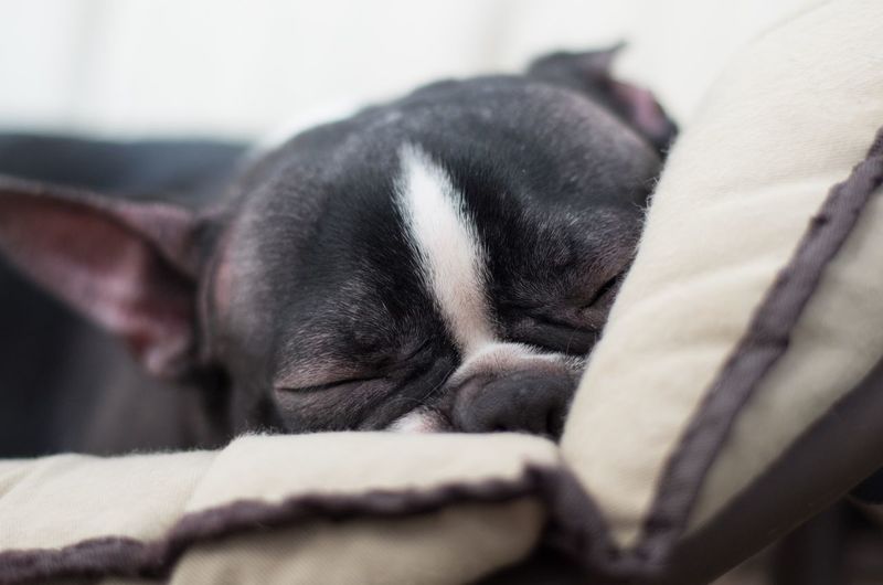 Close-up of a sleeping dog