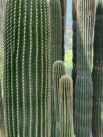 Close-up of cactus plant against window