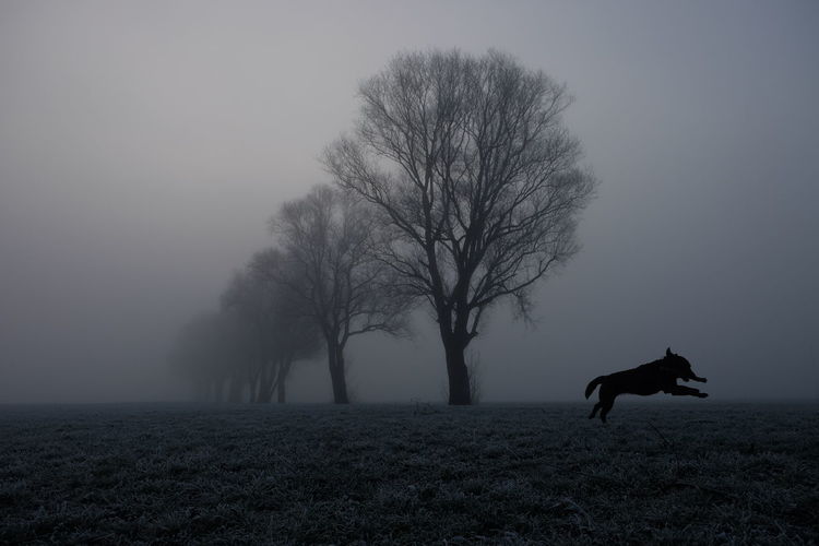 Silhouette of animal in field