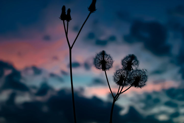 Close-up of silhouette plant against sky during sunset