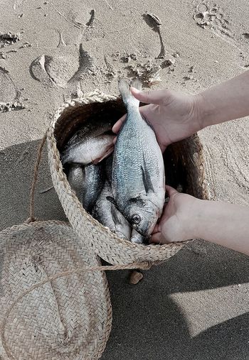 Close-up of hand holding fish at beach
