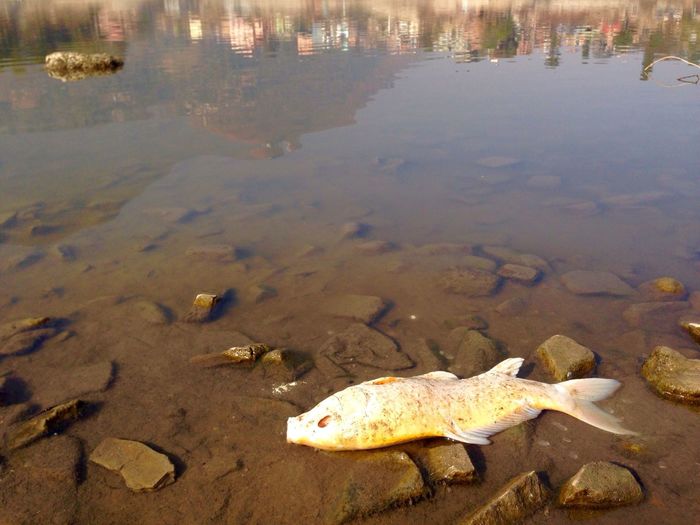 Dead fish at lakeshore