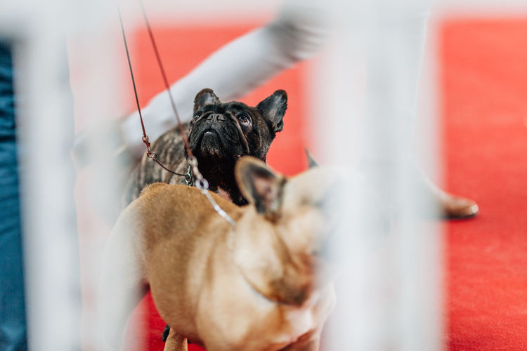 Close-up of dogs seen through railing