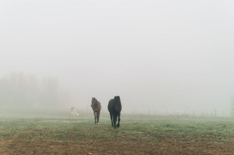 Horses in a field