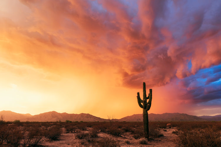 Stormy sunset sky with a lone saguaro cactus silhouette in the desert near salome, arizona