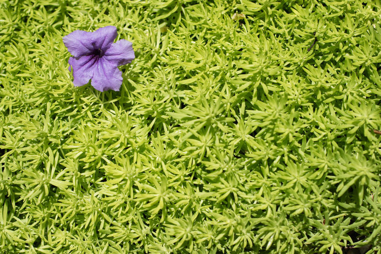 High angle view of purple flowering plant in field