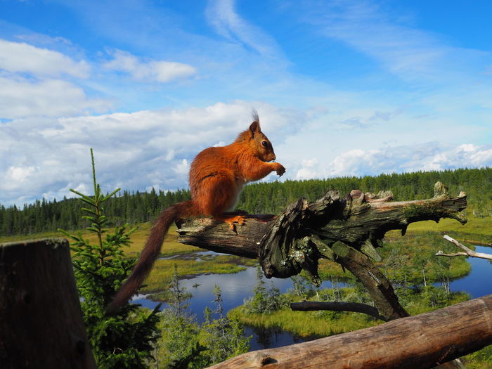 View of squirrel on wood against sky