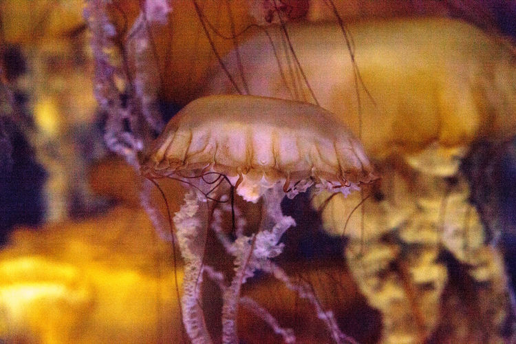 Close-up of jellyfishes swimming in aquarium