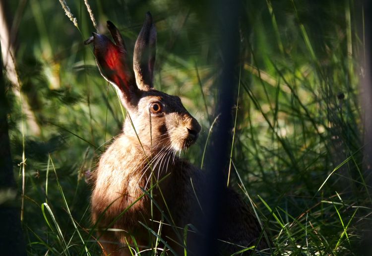 Brown hare in the woods