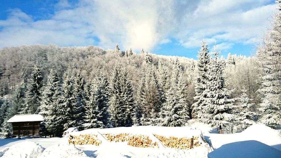 Panoramic view of snow covered trees against sky