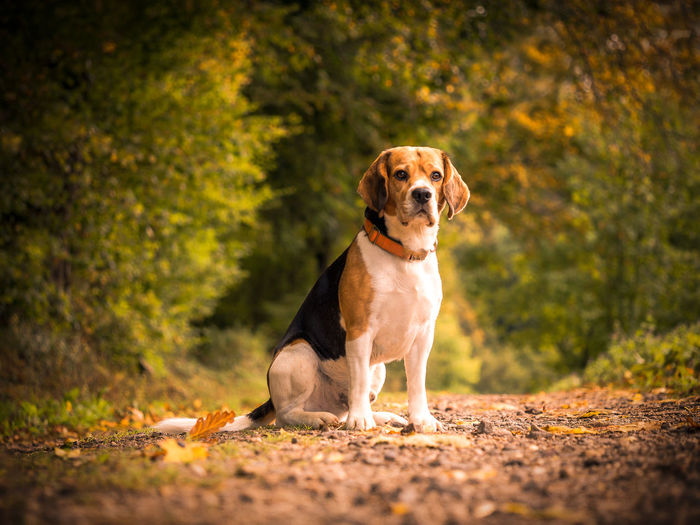Sitting beagle