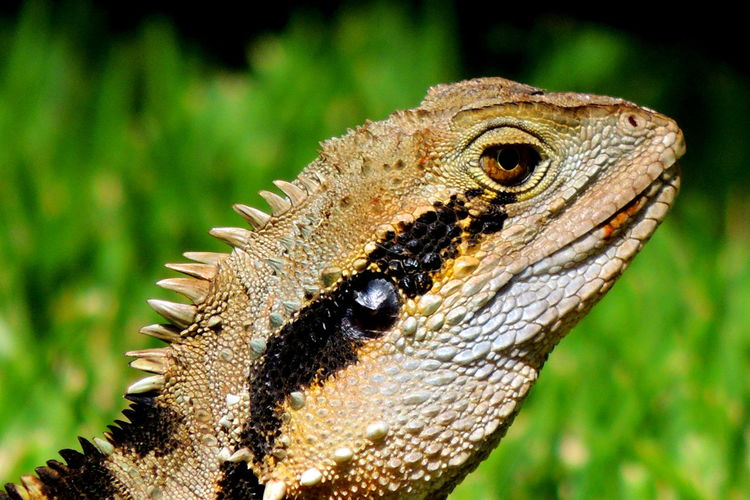 Close-up of australian water dragon